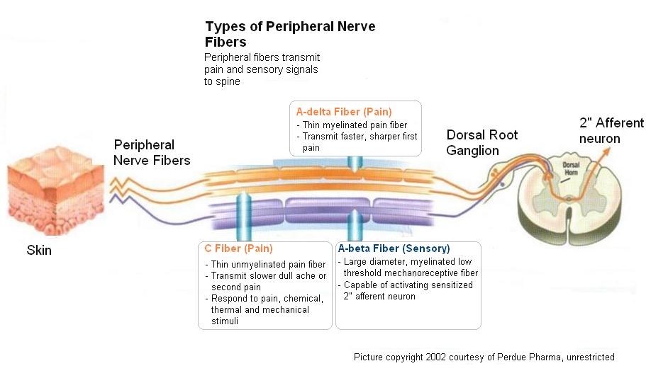 Self Photos / Files - Gate Control Theory of Pain-eng